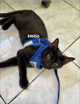 Rescue Domestic Short Hair Cats for Adoption in Gardena, California - Emilio | PetCurious
