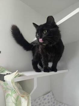 Domestic Medium Hair and Domestic Short Hair Cats Available for Adoption in Savannah, Georgia - Heath | PetCurious