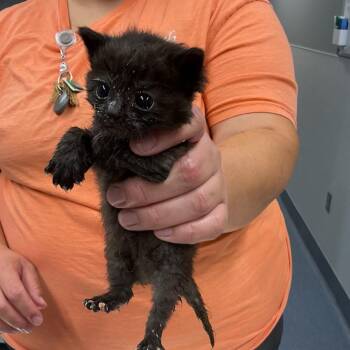 Mae -  Domestic Short Hair Cat for Adoption in Saint Joseph, Missouri - Mae | PetCurious