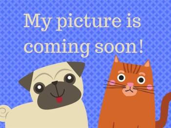 TOMATO -  Domestic Short Hair Cat for Adoption in Fort Wayne, Indiana - TOMATO | PetCurious