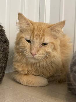 Ben -  Domestic Long Hair Cat for Adoption in Big Rapids, Michigan - Ben | PetCurious