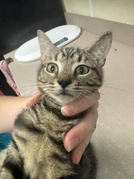 Iverson -  Domestic Short Hair Cat for Adoption in Salisbury, Maryland - Iverson | PetCurious