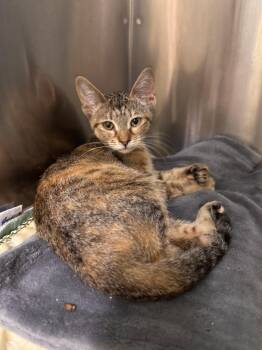 Catviar -  Domestic Short Hair Cat for Adoption in Midland, Michigan - Catviar | PetCurious