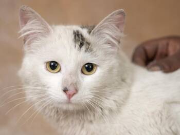 Domestic Long Hair Cats Available for Adoption in Chicago, Illinois - Jessie | PetCurious