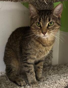 Mystique -  American Shorthair Cat for Adoption in Mountain Home, Arkansas - Mystique | PetCurious
