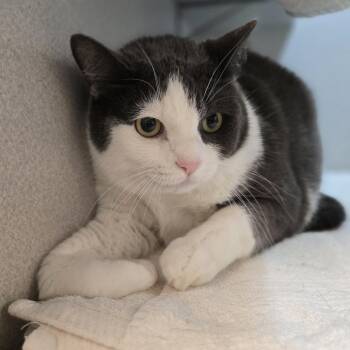 Crawford -  Domestic Short Hair Cat for Adoption in Pittsburgh, Pennsylvania - Crawford | PetCurious
