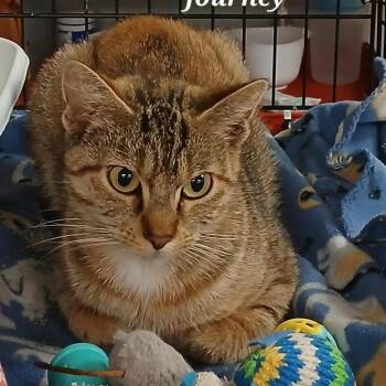 Domestic Short Hair Cats Available for Adoption - Journey | PetCurious