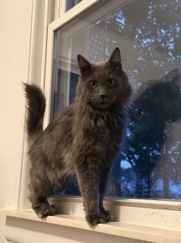 Mr Meows -  Domestic Long Hair Cat for Adoption in Walled Lake, Michigan - Mr Meows | PetCurious