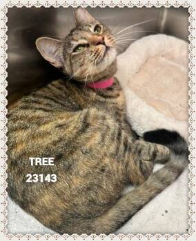 TREE -  Domestic Short Hair Cat for Adoption in Marietta, Georgia - TREE | PetCurious