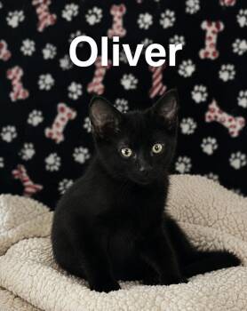 Oliver -  Domestic Short Hair Cat Available for Adoption in Zephyrhills, Florida - Oliver | PetCurious