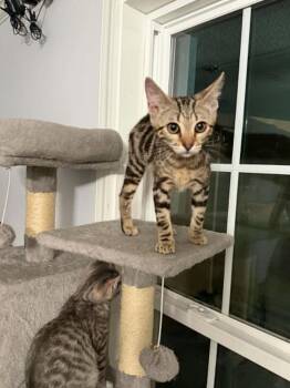 Cinnabon -  Tabby Cat for Adoption in Cary, North Carolina - Cinnabon | PetCurious