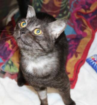 Fang -  Domestic Short Hair Cat for Adoption in Mississauga, Ontario - Fang | PetCurious