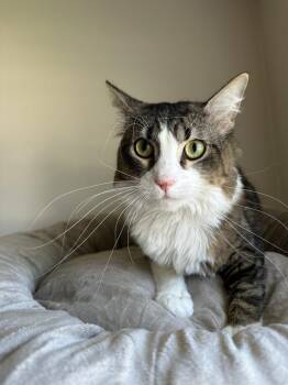 Alien Invasion (Aka Oliver) -  Domestic Medium Hair and Domestic Long Hair Cat for Adoption in Chicago, Illinois - Alien Invasion (Aka Oliver) | PetCurious