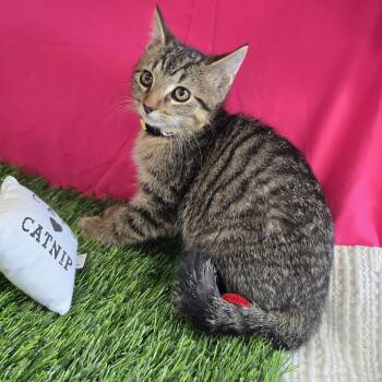 Dash -  Domestic Short Hair Cat for Adoption in Bardstown, Kentucky - Dash | PetCurious