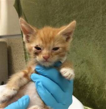 Domestic Short Hair Cats Available for Adoption in Riverside, California - RICH | PetCurious