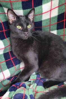 7220 (Monte) -  Domestic Short Hair Cat for Adoption in Lake City, Michigan - 7220 (Monte) | PetCurious