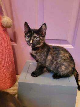 Swan -  Domestic Short Hair Cat Available for Adoption in Candler, North Carolina - Swan | PetCurious