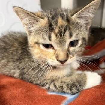 Peaches -  Domestic Short Hair Cat for Adoption in New York, New York - Peaches | PetCurious
