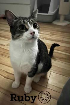Rescue Domestic Short Hair Cats for Adoption in Montreal, Quebec - Ruby | PetCurious