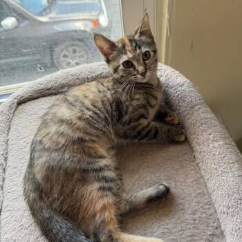 Corn Nut -  Domestic Medium Hair Cat for Adoption in Mount Vernon, Illinois - Corn Nut | PetCurious