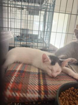 Jinshi -  Domestic Medium Hair Cat for Adoption in Visalia, California - Jinshi | PetCurious