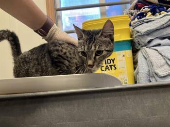 REBECCA -  Domestic Short Hair Cat for Adoption in Kent, Washington - REBECCA | PetCurious