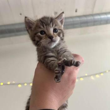 Astro -  Domestic Short Hair Cat for Adoption in Philadelphia, Pennsylvania - Astro | PetCurious