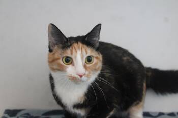 Merida -  Domestic Short Hair Cat for Adoption in Chestertown, Maryland - Merida | PetCurious