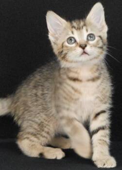 Tabby Cats Available for Adoption in Newland, North Carolina - Tid Bit | PetCurious