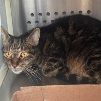 Yoshi -  Domestic Short Hair Cat for Adoption in Lynchburg, Virginia - Yoshi | PetCurious