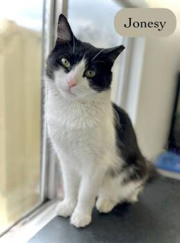 Jonesy -  Domestic Short Hair Cat for Adoption in Chalfont, Pennsylvania - Jonesy | PetCurious
