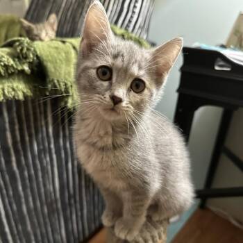 Juniper -  Domestic Short Hair Cat for Adoption in La Grange, Kentucky - Juniper | PetCurious