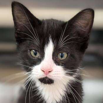 Penne -  Domestic Short Hair and Extra Toes Cat Hemingway Polydactyl Cat for Adoption in Jefferson, Wisconsin - Penne | PetCurious