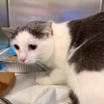 Domestic Short Hair Cats Available for Adoption - Palouse | PetCurious