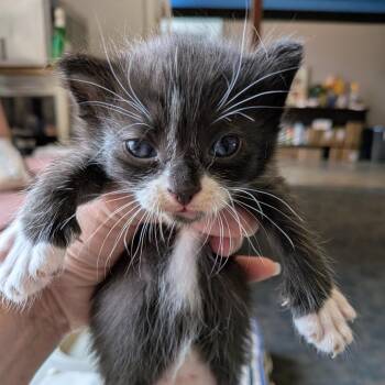 Oreo -  Domestic Short Hair Cat for Adoption in Fairfax Station, Virginia - Oreo | PetCurious