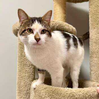 Hobnob -  Turkish Van Cat for Adoption in Wichita, Kansas - Hobnob | PetCurious