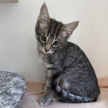 Kevin -  Domestic Short Hair Cat for Adoption in Oakland, California - Kevin | PetCurious