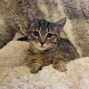 Rescue Domestic Short Hair Cats for Adoption in Bentonville, Arkansas - Stitch | PetCurious