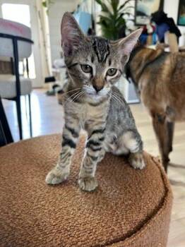 Niolitte (Nico) -  Domestic Short Hair Cat for Adoption in Los Angeles, California - Niolitte (Nico) | PetCurious