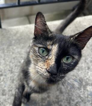 Rescue Domestic Short Hair Cats for Adoption in Philadelphia, Pennsylvania - Jules Hall | PetCurious
