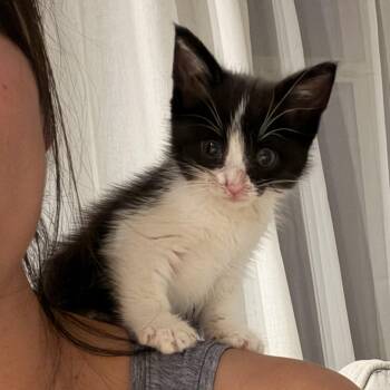 Domestic Short Hair Cats Available for Adoption in Santa Ana, California - Checkie  | PetCurious