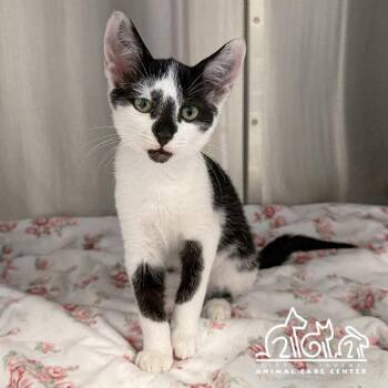 PAUL -  Domestic Short Hair Cat for Adoption in Irvine, California - PAUL | PetCurious