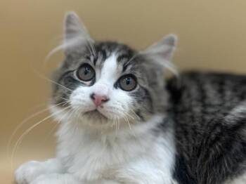 Maurice -  Domestic Medium Hair Cat for Adoption in Portland, Oregon - Maurice | PetCurious