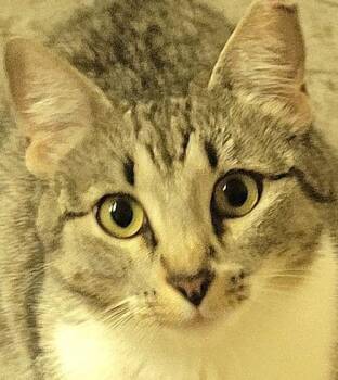 Abyssinian and Tabby Cats Available for Adoption in Austin, Texas - Nina | PetCurious