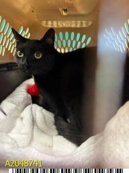 SABRINA -  Domestic Short Hair Cat for Adoption in West Palm Beach, Florida - SABRINA | PetCurious