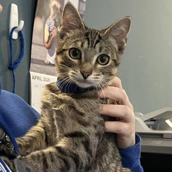 Domestic Short Hair Cats Available for Adoption in Greensboro, North Carolina - Twix | PetCurious