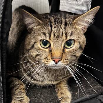 Domestic Short Hair Cats Available for Adoption in Concord, North Carolina - Griffin | PetCurious
