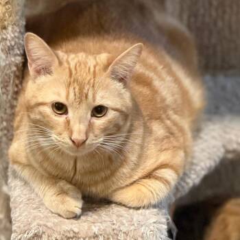 Domestic Short Hair Cats Available for Adoption - Thomas | PetCurious