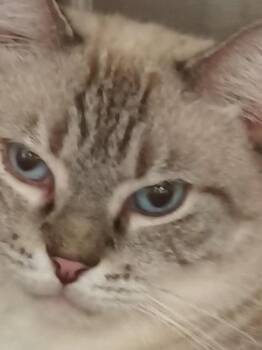 Penelope - PSP -  Burmese Cat for Adoption in Oakland Park, Florida - Penelope - PSP | PetCurious
