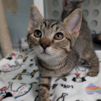 Regina George -  Domestic Medium Hair Cat for Adoption in Kailua-kona, Hawaii - Regina George | PetCurious